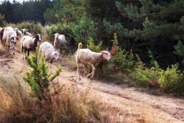 Few sheep full of sticky buds running down the hill in the forest