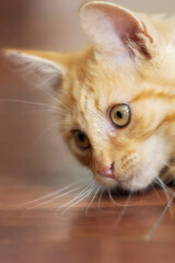 Chead portrait of ginger cat watching something indoors, copy space,