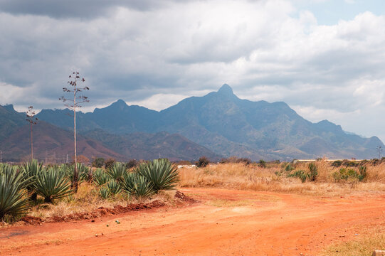 Sisal - Agave sisalana plantations against the background of Uluguru Mountains in Morogoro Region, Tanzania