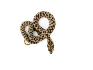 Snake on a white background. Viperine Snake. Natrix maura