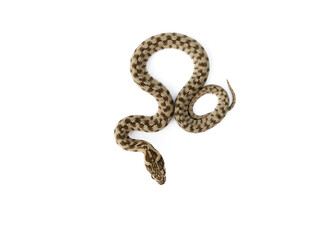 Snake on a white background. Viperine Snake. Natrix maura