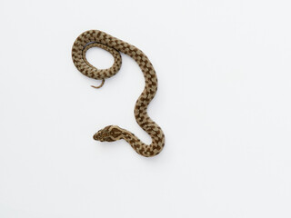 Snake on a white background. Viperine Snake. Natrix maura