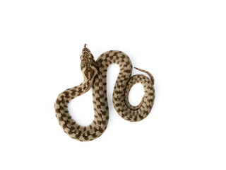 Snake on a white background. Viperine Snake. Natrix maura