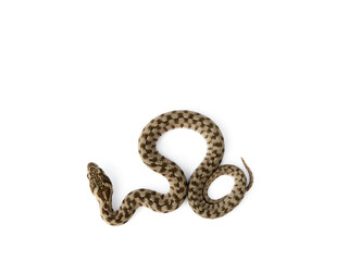 Snake on a white background. Viperine Snake. Natrix maura