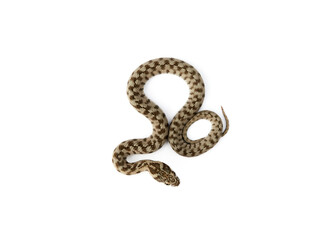 Snake on a white background. Viperine Snake. Natrix maura