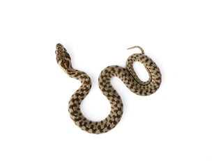 Snake on a white background. Viperine Snake. Natrix maura