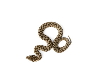 Snake on a white background. Viperine Snake. Natrix maura