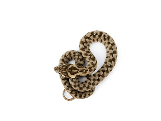 Snake on a white background. Viperine Snake. Natrix maura
