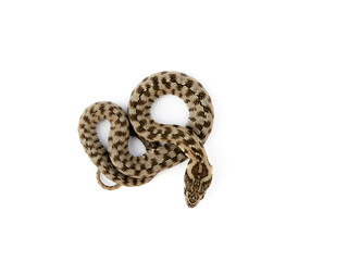 Snake on a white background. Viperine Snake. Natrix maura