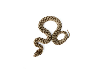 Obraz premium Snake on a white background. Viperine Snake. Natrix maura