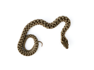 Snake on a white background. Viperine Snake. Natrix maura