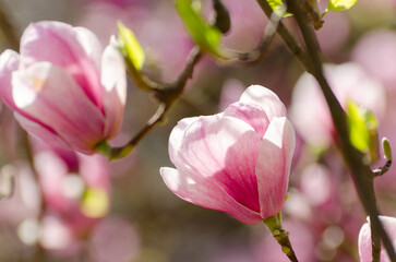 Beautiful magnolia tree blossoms in springtime. Jentle magnolia flower against sunset light.