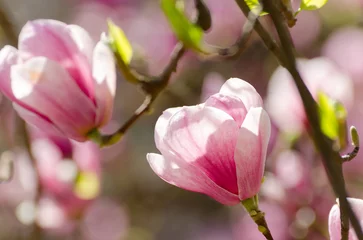 Foto op Canvas Beautiful magnolia tree blossoms in springtime. Jentle magnolia flower against sunset light. © Hanna Aibetova