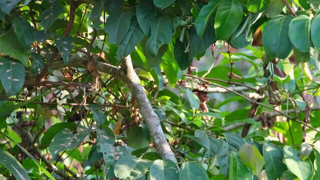 From it perch, the Black-throated Laughingthrush Pterorhinus chinensis, flew to the bottom left side of the frame, inside Khao Yai National Park, Thailand.