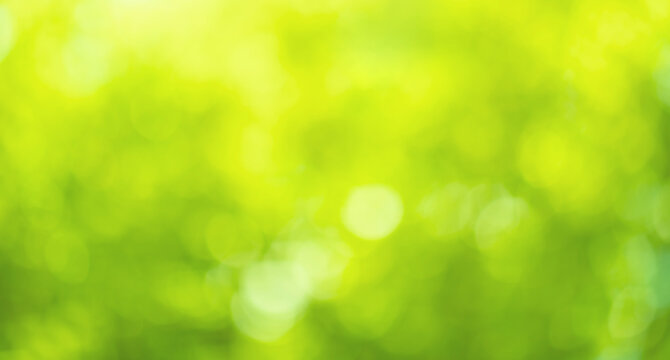 Blurred bokeh of tree garden in morning background,spring season or nature concept ideas