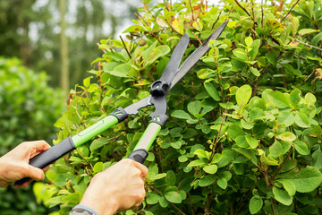 In female hands, a garden tool for forming the crown of a bush, pruning branches.