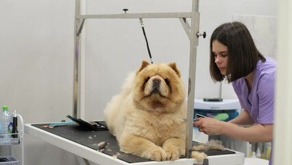 Summer Makeover: To help the dog stay cool in the heat, the experienced groomer trims its thick, red fur, taking special care around sensitive areas.