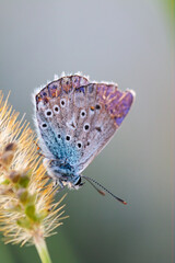 European Common Blue Butterfly (Polyommatus icarus), beautiful colored partially open  underwings butterfly, in grass on sunny summer day, macro close up