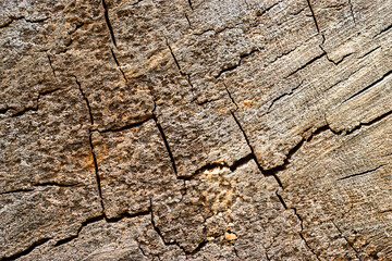 Cracks in the cut of the tree. Colored wooden background.