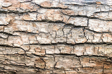 Natural wooden background. The bark of a large tree