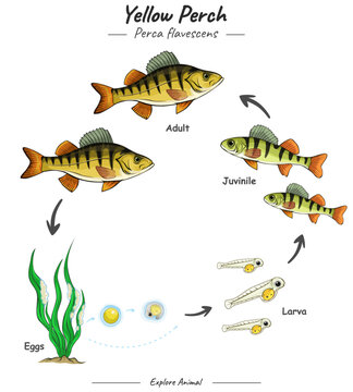 Yellow perch life cycle or fish life cycle.