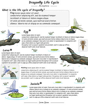 Dragonfly life cycle with explanation template