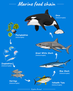 Ocean Food Web With Sharks