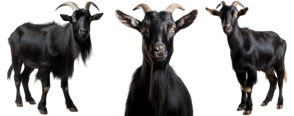 black goat collection (portrait, standing), animal bundle isolated on a white background as transparent PNG