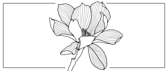 Black outline of a delicate magnolia flower on a white background. Flower for coloring, decoration, creating various designs and patterns. Hand drawn magnolia drawing. © Лилия Агапова