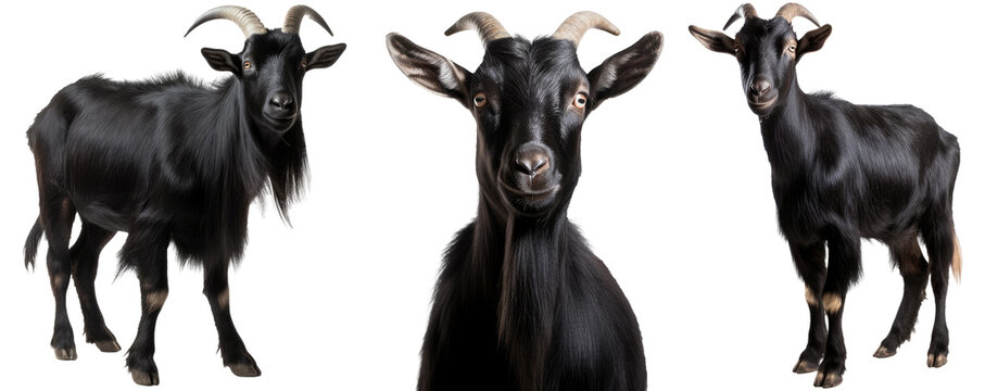 black goat collection (portrait, standing), animal bundle isolated on a white background as transparent PNG