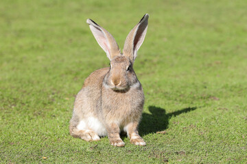 Fototapeta premium European rabbit, Common rabbit, Bunny, Oryctolagus cuniculus sitting on a meadow