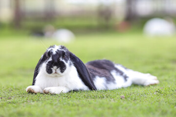 European rabbit, Common rabbit, Bunny, Oryctolagus cuniculus sitting on a meadow