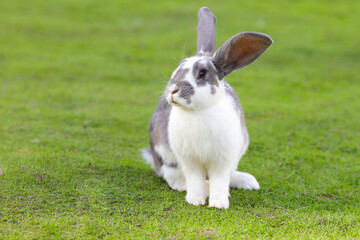 European rabbit, Common rabbit, Bunny, Oryctolagus cuniculus sitting on a meadow