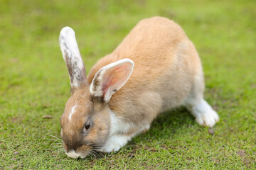 European rabbit, Common rabbit, Bunny, Oryctolagus cuniculus sitting on a meadow