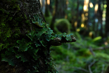 tree in the forest