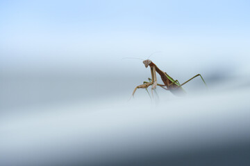青空の下佇むカマキリ