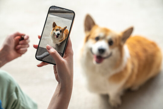 Woman taking photo of pet dog on smart phone at home