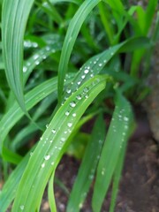 dew on the grass