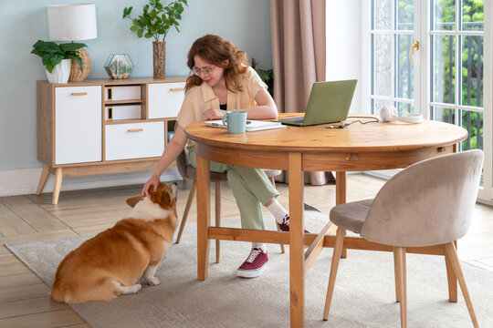 Woman stroking Welsh Corgi dog sitting in living room