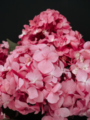 Pink hydrangea flowers on a black background close-up