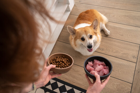Woman giving chicken and dog food to Welsh Corgi in kitchen