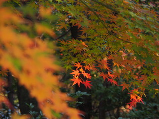 紅葉見頃間近