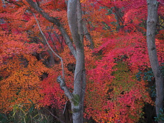 紅葉真っ盛り