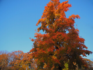 紅葉真っ盛り