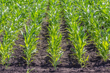Green field of young corn with clean rows