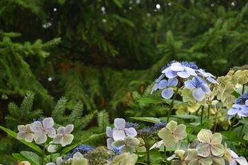 forget me not flowers