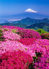 葛城山から眺める富士山・左前方に沼津市と駿河湾が見えます。　静岡県伊豆の国市にて