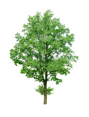 Green oak tree isolated on a white background.