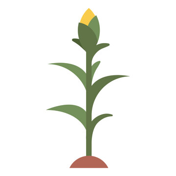 recommend clip art: corn plant illustration