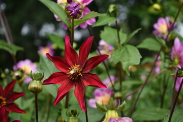 flower in the garden